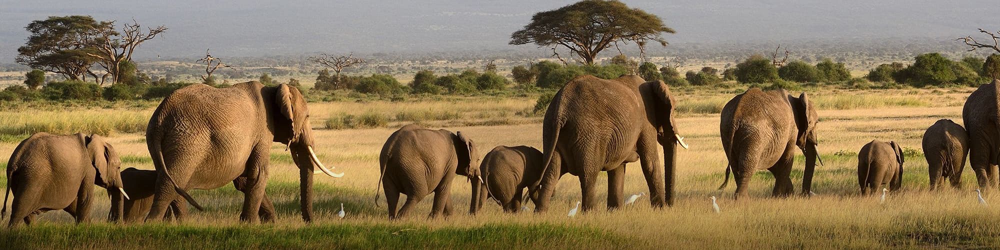 Voyage en groupe Ngorongoro © Nyiragongo / Adobe Stock