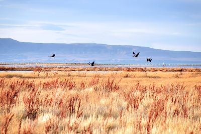 Laguna Nimez - El Calafate - Patagonie - Argentine