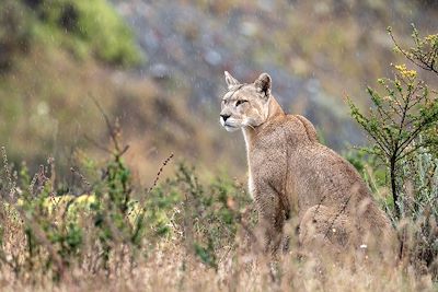 Femelle puma sous la pluie - Patagonie