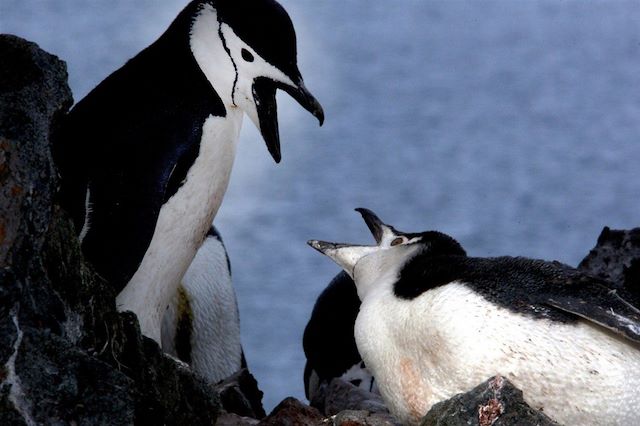 Voyage Mer de Weddell et cercle polaire antarctique