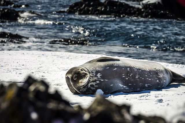 Voyage Mer de Weddell et cercle polaire antarctique