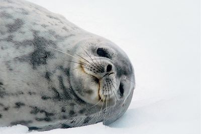 Phoque près de la mer de Weddell - Antarctique