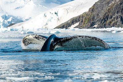 Voyage Péninsule antarctique