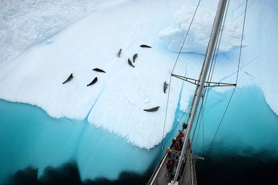 Faune et glaces de l'Antarctique - Antarctique