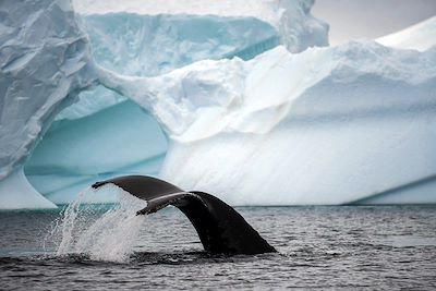 Baleine à bosse - Antarctique