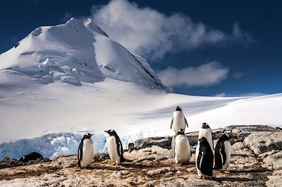 Manchots Papous - Antarctique