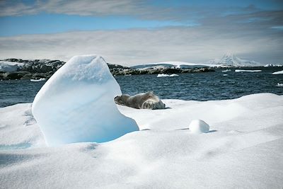 Croisière en Antarctique