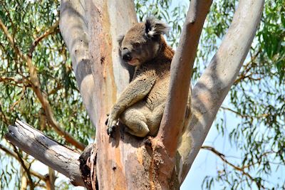 Koala - Australie