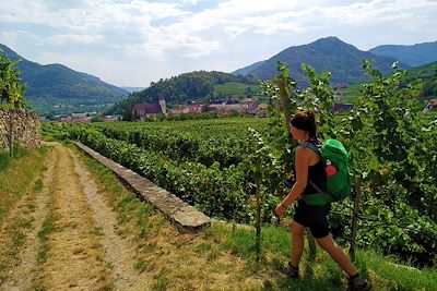 Vignes de la Wachau - Autriche 