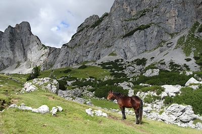 Cheval au Mont Gosaukamm - Autriche 