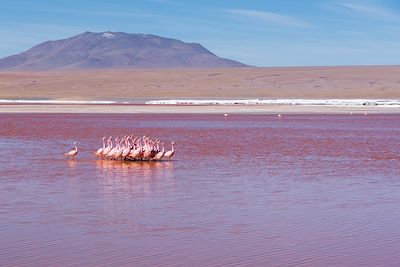 Laguna Colorada - Altiplano - Bolivie