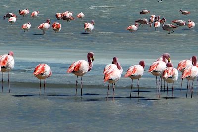 Salar de Chiguana - Potosi - Bolivie - CHL011