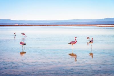 Flamants des Andes à la Laguna Chaxa - Chili