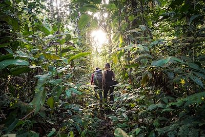 Randonnée dans la jungle 