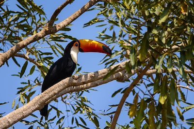 Toucan - Brésil