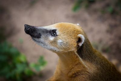 Coati à nez brun (Nasua nasua) - Brésil