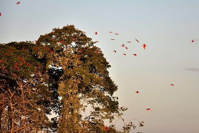 Vol d'Ibis rouges (Guaras) dans le Delta Parnaiba - Brésil