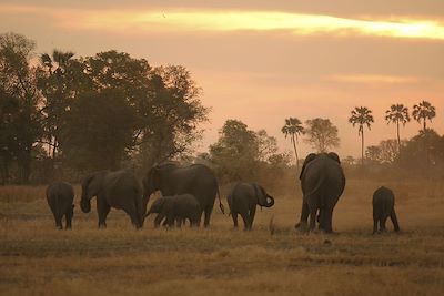 Elephant sundown