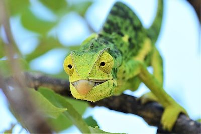 Caméléon - Botswana