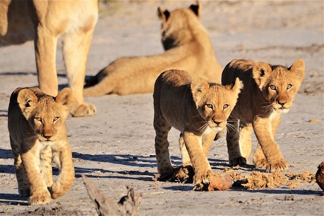 Voyage Botswana : safari authentique 