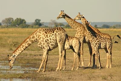 Chobe Elephant Camp - Chobe National Park - Botswana