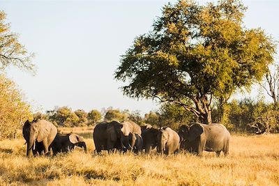 Machaba Camps - Khwai - Botswana