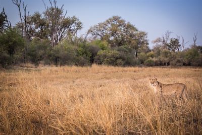 Little Machaba - Khwai - Botswana