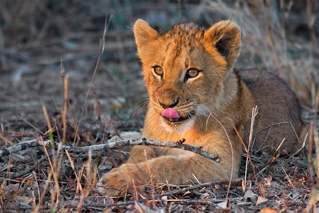 Voyage Botswana : le paradis des petits explorateurs