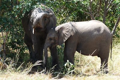 Eléphants dans le parc national de Chobe - Botswana