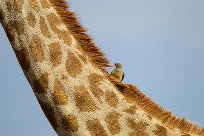 Voyage Botswana