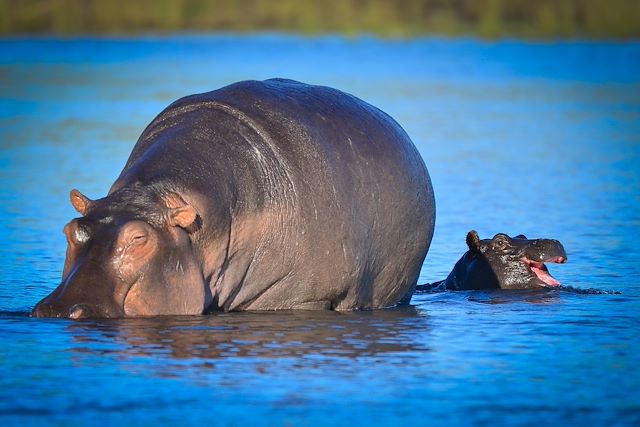 Voyage Au coeur des réserves animalières du Botswana