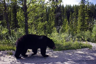 Ours noir - Jasper - Canada