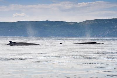 Baleines - Fleuve Saint-Laurent -  Québec - Canada