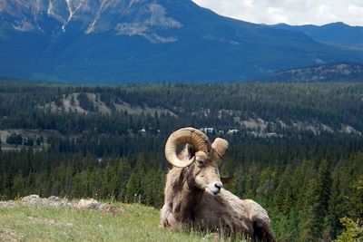 Bouc - Rocheuses - Canada