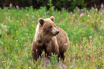 Grizzly - Canada 