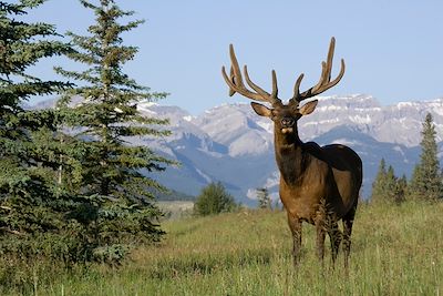 Wapiti des Rocheuses - Alberta - Canada