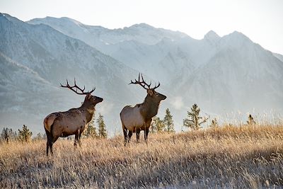 Wapiti dans le parc national de Banff - Alberta - Canada