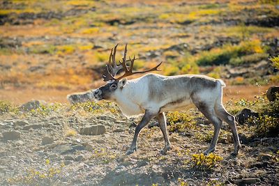 Caribou - Terre-Neuve-et-Labrador - Canada