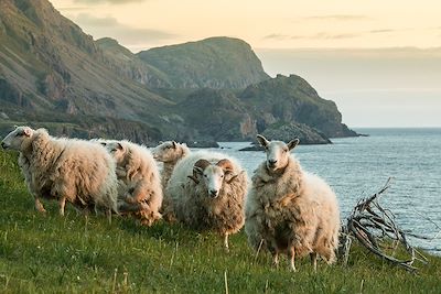 Le mouton (Ovis aries) - Parc national du Gros-Morne - Terre-Neuve et Labrador - Canada