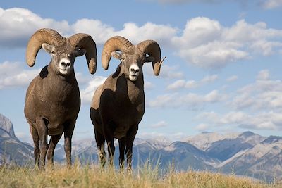 Mouflon du Canada - Parc national de Jasper  - Alberta - Canada