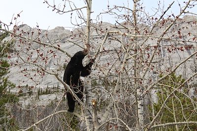 Ours - Parc national de Jasper - Alberta - Canada