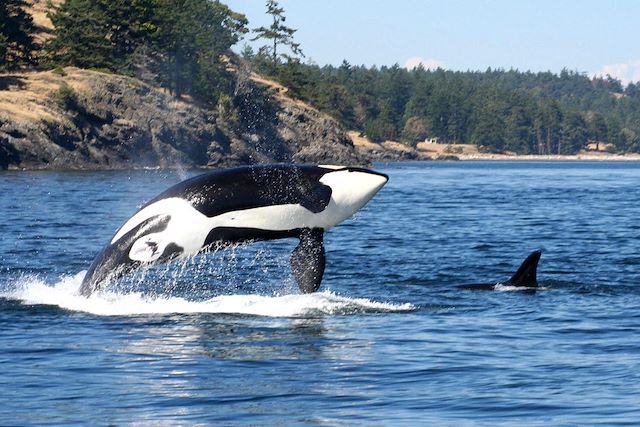 Voyage Découverte de l'île de Vancouver