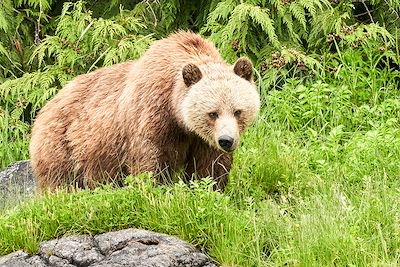 Grizzly - Canada