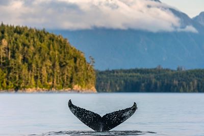 Baleine - Colombie britannique - Canada