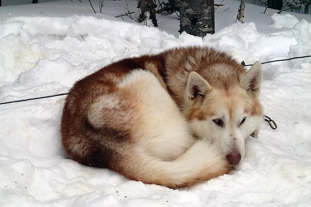 Voyage Traîneau à chiens dans les forêts du Québec