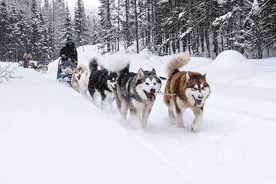 Expédition en chiens de traîneau - Québec - Canada