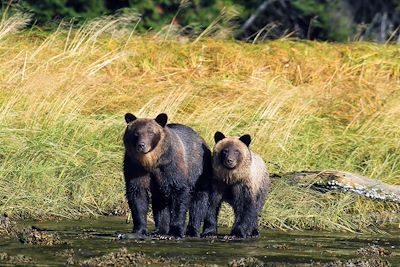 Grizzlis - Colombie-Britannique - Canada