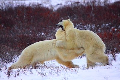 Voyage Manitoba & baie d'Hudson