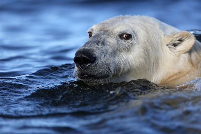 Voyage Manitoba & baie d'Hudson