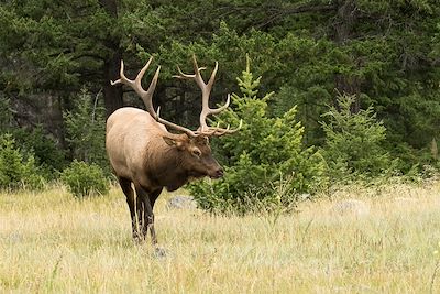 Wapiti - Alberta - Canada